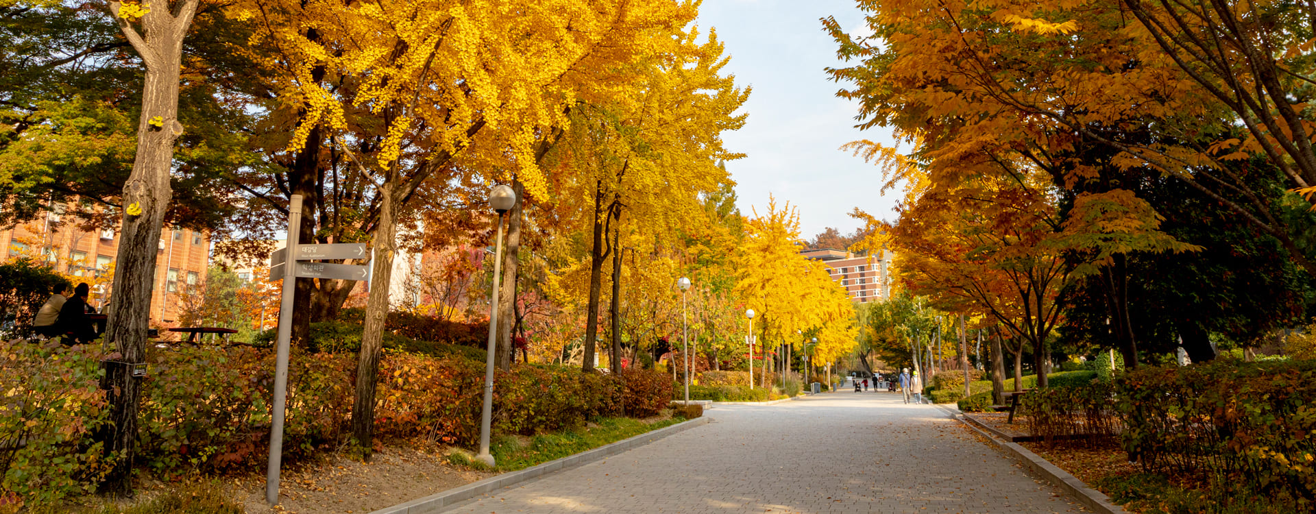 서울시립대학교 중앙로 가을풍경